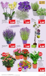 Nelke Angebot & Preis im aktuellen Kaufland Prospekt Nelke Angebot im aktuellen Kaufland Prospekt auf Seite 36