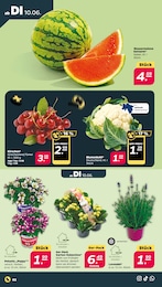 Salat Angebot & Preis im aktuellen Netto mit dem Scottie Prospekt Salat Angebot im aktuellen Netto mit dem Scottie Prospekt auf Seite 3