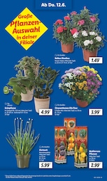Nelke Angebot & Preis im aktuellen Lidl Prospekt Nelke Angebot im aktuellen Lidl Prospekt auf Seite 9