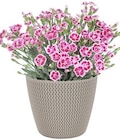 Blumentopf „Sploy“ für 2,48 € bei Thomas Philipps im Angebot Blumentopf „Sploy“ im aktuellen Thomas Philipps Prospekt
