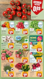 Topfrosen Angebot & Preis im aktuellen REWE Prospekt Topfrosen Angebot im aktuellen REWE Prospekt auf Seite 7