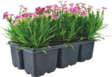 PACK DE 6 ŒILLETS DIANTHUS "PINK KISSES" - GARDENLINE - Aldi PACK DE 6 ŒILLETS DIANTHUS "PINK KISSES" - GARDENLINE à 5,99 € dans le catalogue Aldi